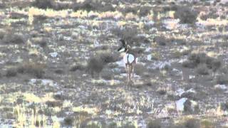 Utah Speed Goat, Antelope by BigHunterification 400 views 13 years ago 1 minute, 7 seconds