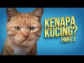 Yang 𝗠𝘂𝗻𝗴𝗸𝗶𝗻 Belum Kamu Ketahui Tentang Kucing 02 #AlamSemenit