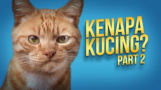 Yang  Belum Kamu Ketahui Tentang Kucing 02 #AlamSemenit