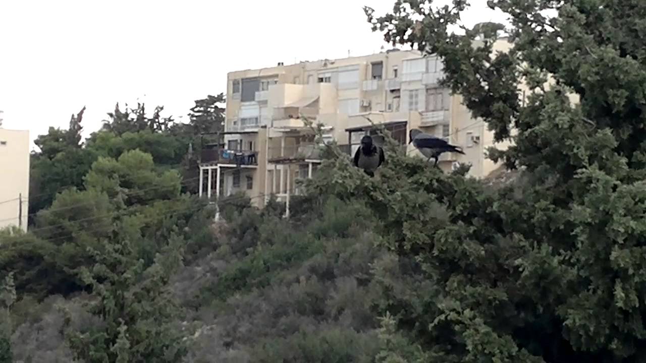 Ворона чуть не грохнулась с дерева, испугавшись шума автомобиля. Карр ...