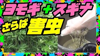 【液体肥料の作り方】ヨモギ発酵絞り汁＋スギナ＋米ぬか＋酢＝驚くパワー漲る100％天然防虫液肥ができた