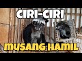 CIRI-CIRI MUSANG HAMIL