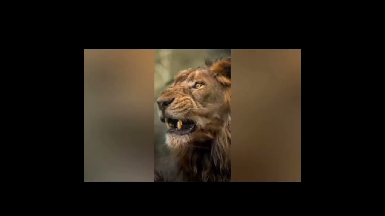 mr.t y cola torcida.los mapogos leones más fieros de la historia