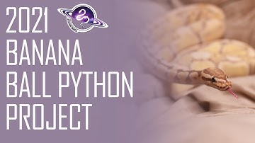 Rough Cut: 2021 Banana Ball Python Project