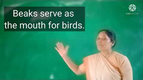 21/06/2021 Class-3 Science Ch-3 Animals : Birds psrt-1Sr. Nirmala(6306535194)