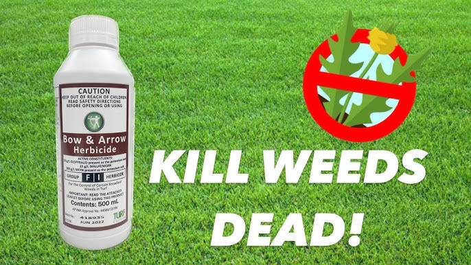 Nut Grass Weed Killer Bunnings | informacionpublica.svet.gob.gt