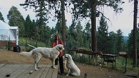 3 Colorado Mountain Dog Ladies and me