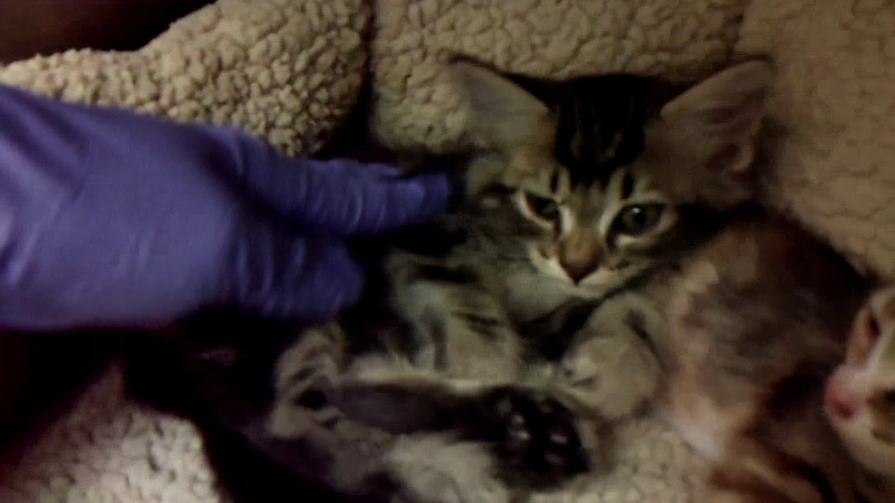 center for reproductive rights A779407, 408 and 409