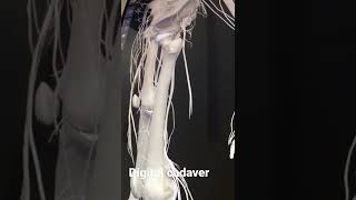 Digital Cadaver In Anatomy Class