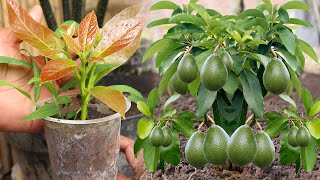 Amazing, since knowing this method I have succeeded in multiplying avocado trees