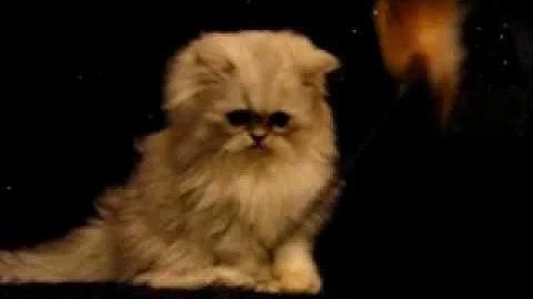 Watch the video about Teacup Persian Kitten adopted by Skylar www.tcup-persians.com