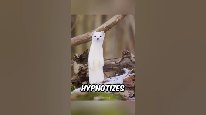 This Animal Hypnotizes Its Prey With Dance #facts #animals #wildlife