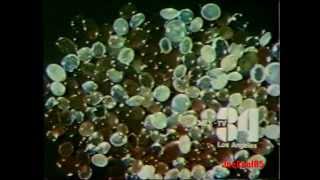 KMEX Channel 34 (1980-1994): ID & Promos