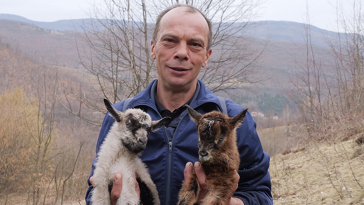 Dominko pomaže kozama da jarići sretno dođu na svijet