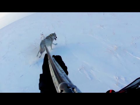 Степные Охотники 2020 / Wolf Hunting 2020