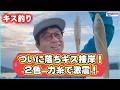 【キス釣り】落ちギス開幕！良型キスが足元まで接岸！