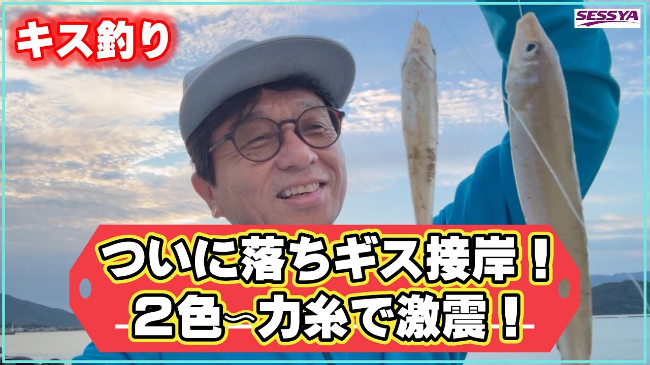 【キス釣り】落ちギス開幕！良型キスが足元まで接岸！