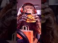 🍔 Discover the Best Takeaway Burgers!