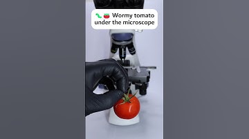 🐛🍅 Wormy cherry tomato under the microscope #underthemicroscope #microscope