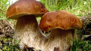 Собирание грибов на Закарпатье!(Собирание грибов в Пилипце! Осень! Потому так мало и насобирал!, 2014-10-20T10:54:53.000Z)