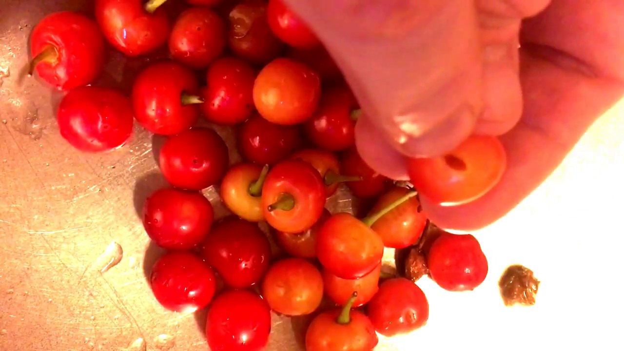 How To Pit Cherries Without A Cherry Pitter YouTube