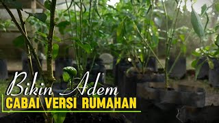 Cabe versi rumahan | Bikin adem dan betah di rumah