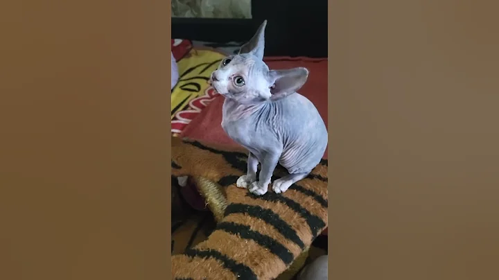 Video 4404831: sphynx kitty cat, canadian sphynx kitty, canadian sphynx kitten, sphynx kitten loving