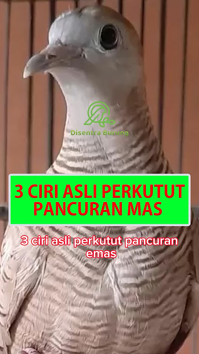 3 Ciri Asli Perkutut Pancuran Mas #shorts #perkutut #katuranggan #burungperkutut #disentraburung