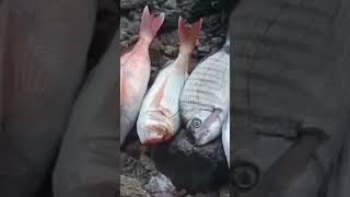 خيرات صيد اللهم بارك /رايس عبد الاله اللهم بارك bassfishing pesca fishingislife fish fishing 