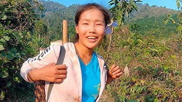 Mus txiav tsawb los pub qaib 4 / 3 / 2019