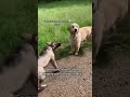 Communication canine par un ducateur canin educationcanine chiens animaux