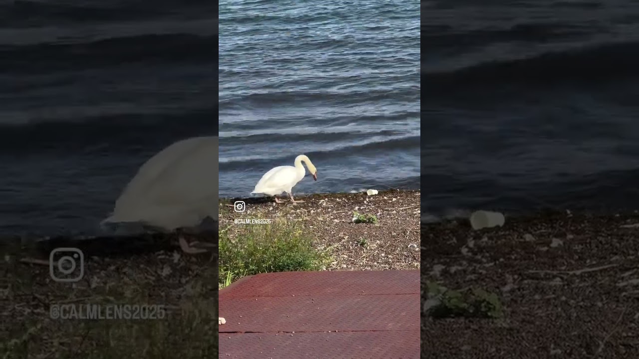 #travelphotography #travel #whiteswan #peace #viralshort