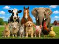 Cute Animal Sounds for Kids |Animal names and Cat, Cow &amp; Sheep, animal sounds for toddlers .