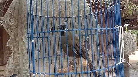 mi nyuam noog sab fwb quaj 2025