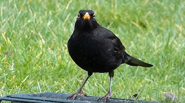 Bird Facts: The Common Blackbird
