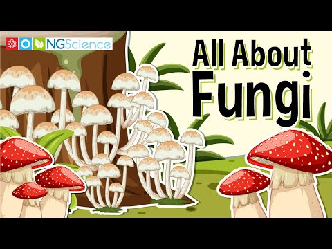 Wideo: Jaką wspólną funkcję mają grzyby i bakterie?