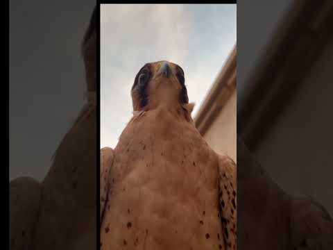 نظرة تكفي هيبة الصقر ما تنقال وقفته لحالها تختصر ألف معنى صقر هيبه فخامه تصويري نظرات