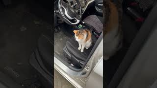 Toen we even niet keken sprong ze er zo in #cute #nala