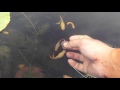 Hand-feeding Fancy Guppies Tempe, Arizona