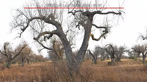 Che cos'è la Xylella dell'olivo?