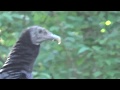 Ziggy the Black Vulture NYRF 2018