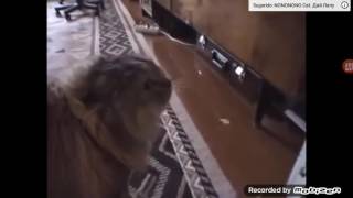 Gato falando não não não kkkkkk screenshot 5