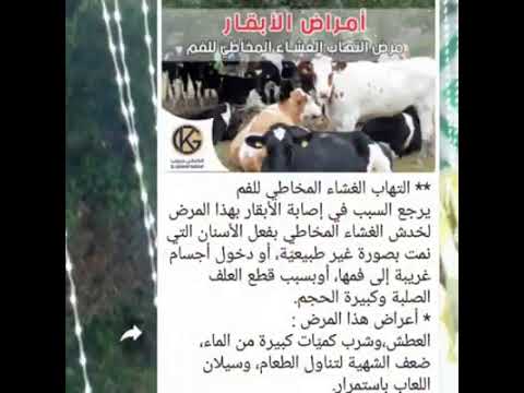 أمراض الأبقار مرض التهاب العشاء المخاطي للفم