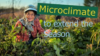 Use Microclimate to extend the growing season