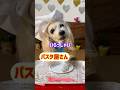 【喋る犬】最後！爆笑してくださいwちょこっと動画No.66 #しゃべる犬 #かわいい犬 #おもしろ犬 #賢い犬 #kawaii #犬のいる生活 #しんちゃん #コスプレ