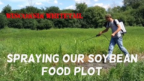 Spraying Soybeans With Glyphosate