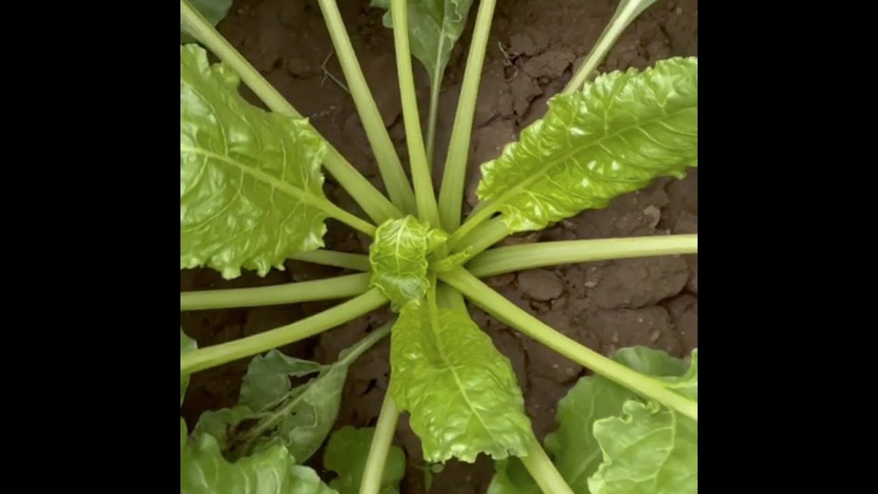 Petiole Sampling (Potatoes, Beets, Corn)
