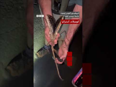 اكتشاف حشرات عملاقة جديدة في أستراليا