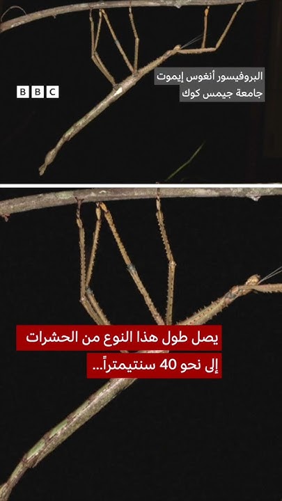        
 - نشر قبل 8 دقيقة