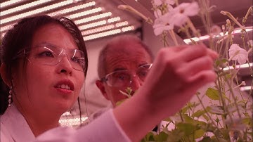 We dare to imagine - finding cures in plants - Professor David Craik